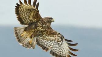 Hawk Pictures Wallpaper Downlod Eagle