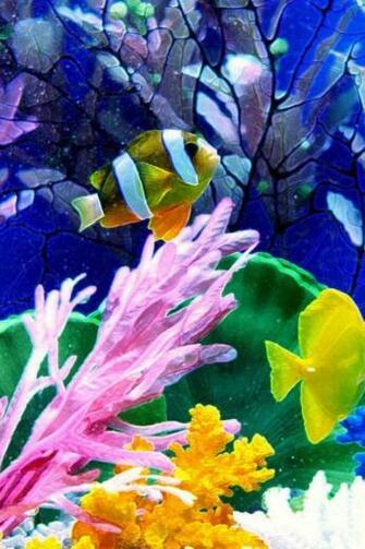 Fish Tanks Tank HD Wallpaper Vertical