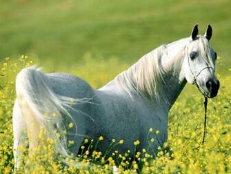 Horse Background For Your Computer Which Is Under The