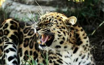 Roaring Tiger Widescreen Wallpaper HD