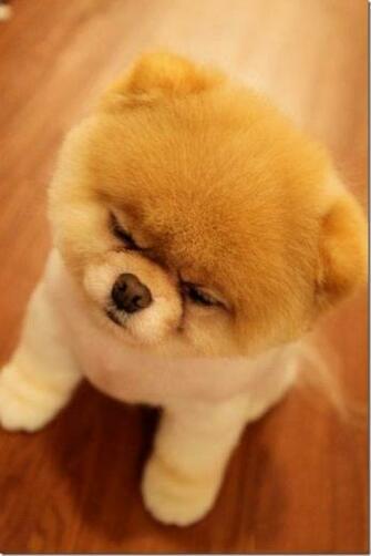 Boo Dog