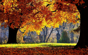 Enjoy The Perfect Fall Day Wallpaper