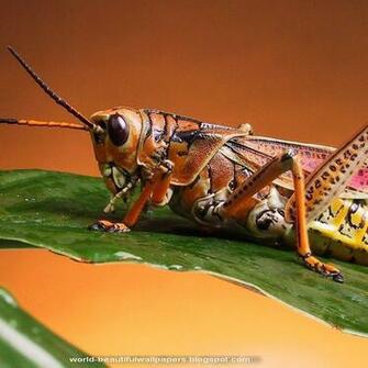 Beautiful Wallpaper Grasshoppers