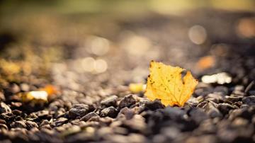 Wallpaper Leaf Stones Autumn Blur HD
