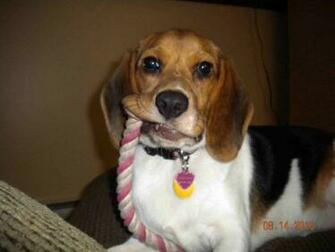 Funny Beagle