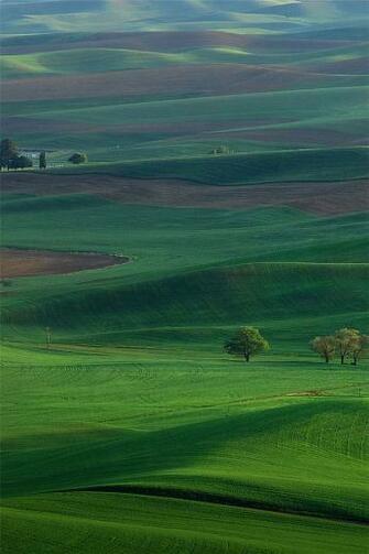 Green Meadow iPhone Wallpaper Background