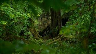 Hoh Rainforest Diymid