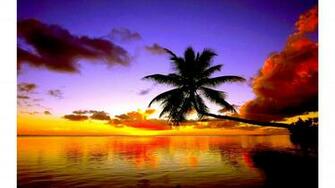 Lost Palm Tree 4k Sunset Wallpaper