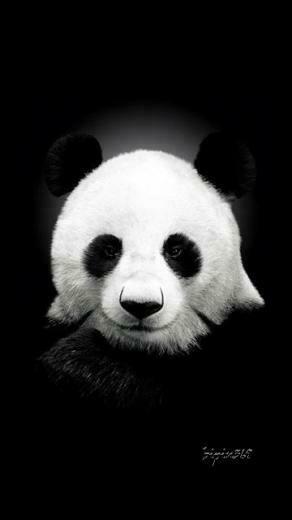 Black White Mobile Wallpaper Hottest Pictures