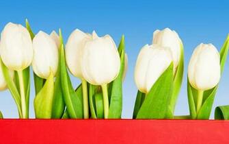 Large Size Tulip Wallpaper Flower