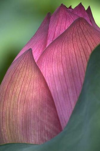 Related HD iPhone Wallpaper Themes And Background