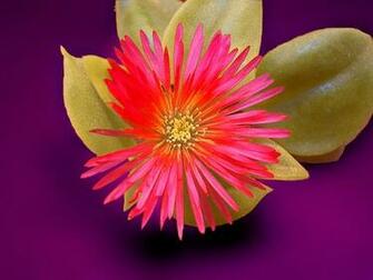 Pictures Types Of Flowers Widescreen HD Wallpaper