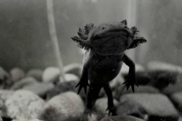 Axolotl Wallpaper Posted By Zoey Tremblay