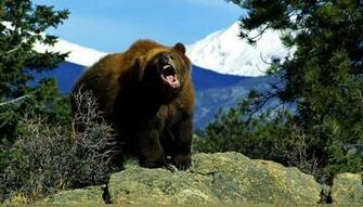 Grizzly Bear Wallpaper