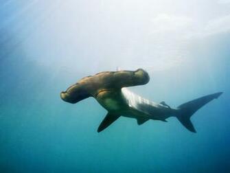 Animals Image Ocean HD Wallpaper And Background Photos