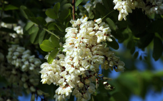 Black Locust Wallpaper