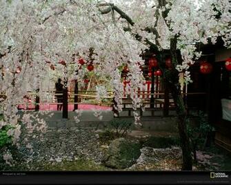 Cherry Blossoms Photo Japanese Garden Wallpaper Photos