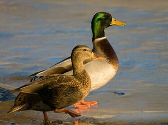 Mallard Duck HD Wallpaper