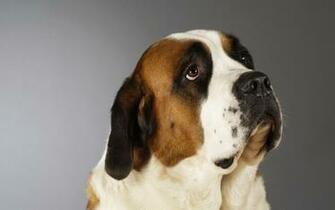 St Bernard Computer Wallpaper Desktop Background