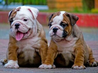 Pictures Miniature English Bulldog Puppies