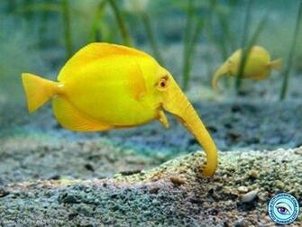 Yellow Fish Picture Wallpaper In Resolution