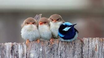 No One Likes The Odd Out P