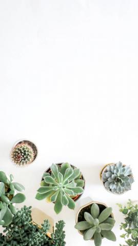 Wallpapa Er Plant Background Flower Aesthetic Wallpaper