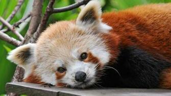 Wallpaper Desktop Red Panda