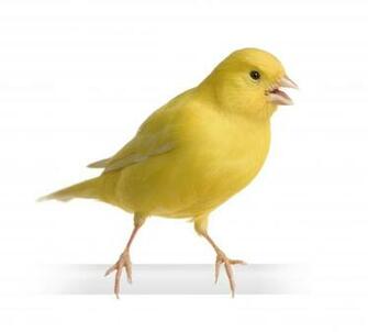 Most Ed Canary Wallpaper 4k