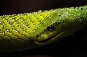 Green Mamba By Mytrokos