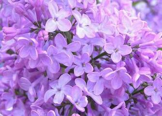 Im Genes De Flores Y Plantas Lilas