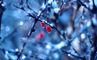 Nice Widescreen Winter Wallpaper