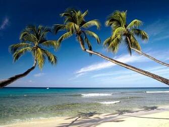 Caribbean Beach Wallpaper The Image