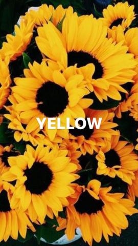 Soniia On Yellow Aesthetic Wallpaper iPhone