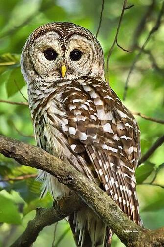 Hoot Owl Print By Christina Rollo