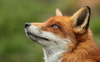 Fox Computer Wallpaper Desktop Background Id