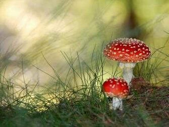 Nature Wallpaper Pack Csarchive Net