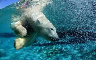 De Pantalla Oso Polar Buceando HD Widescreen Gratis Imagenes