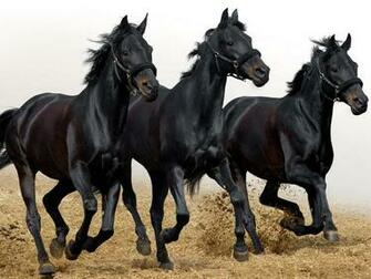 Fondos De Pantalla Tres Caballos Negros Tama O