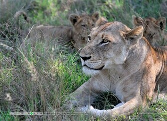 Wallpaper Lioness Nature Fotozones