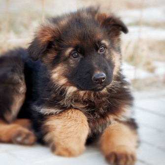 Wallpaper German Shepherd Dog Puppy Cute