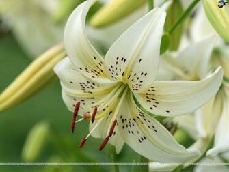 Lilies Wallpaper