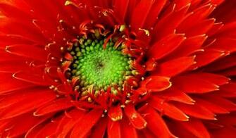 HD Wallpaper Some Bangladeshi Beautiful