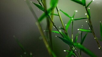 Bamboo Buds HD Wallpaper