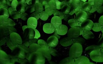 Lucky Charm Wallpaper