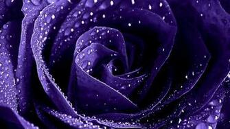 Purple Roses Wallpaper High Definition Quality