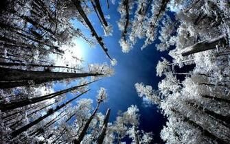 Snowy Trees Wallpaper Related Keywords Amp Suggestions