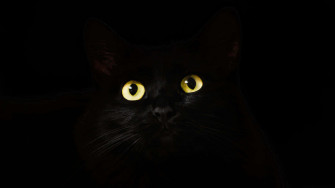 Dark Animals Wallpaper