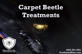 Carpet Beetle Treatments Wallpaper