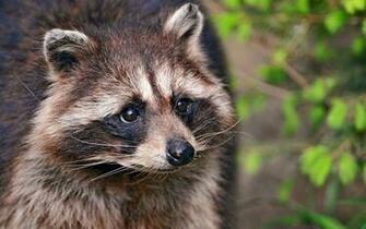 Raccoon Wallpaper
